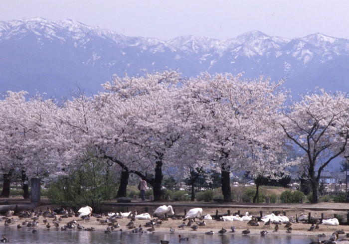 Ngày 5: Niigata, Nhật Bản